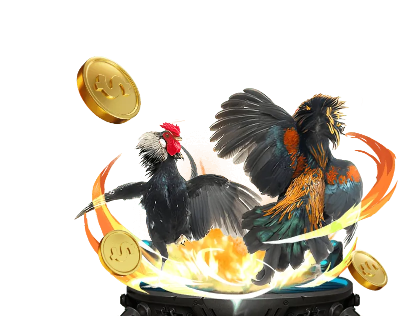 Đá gà trực tiếp từ các trường gà lớn